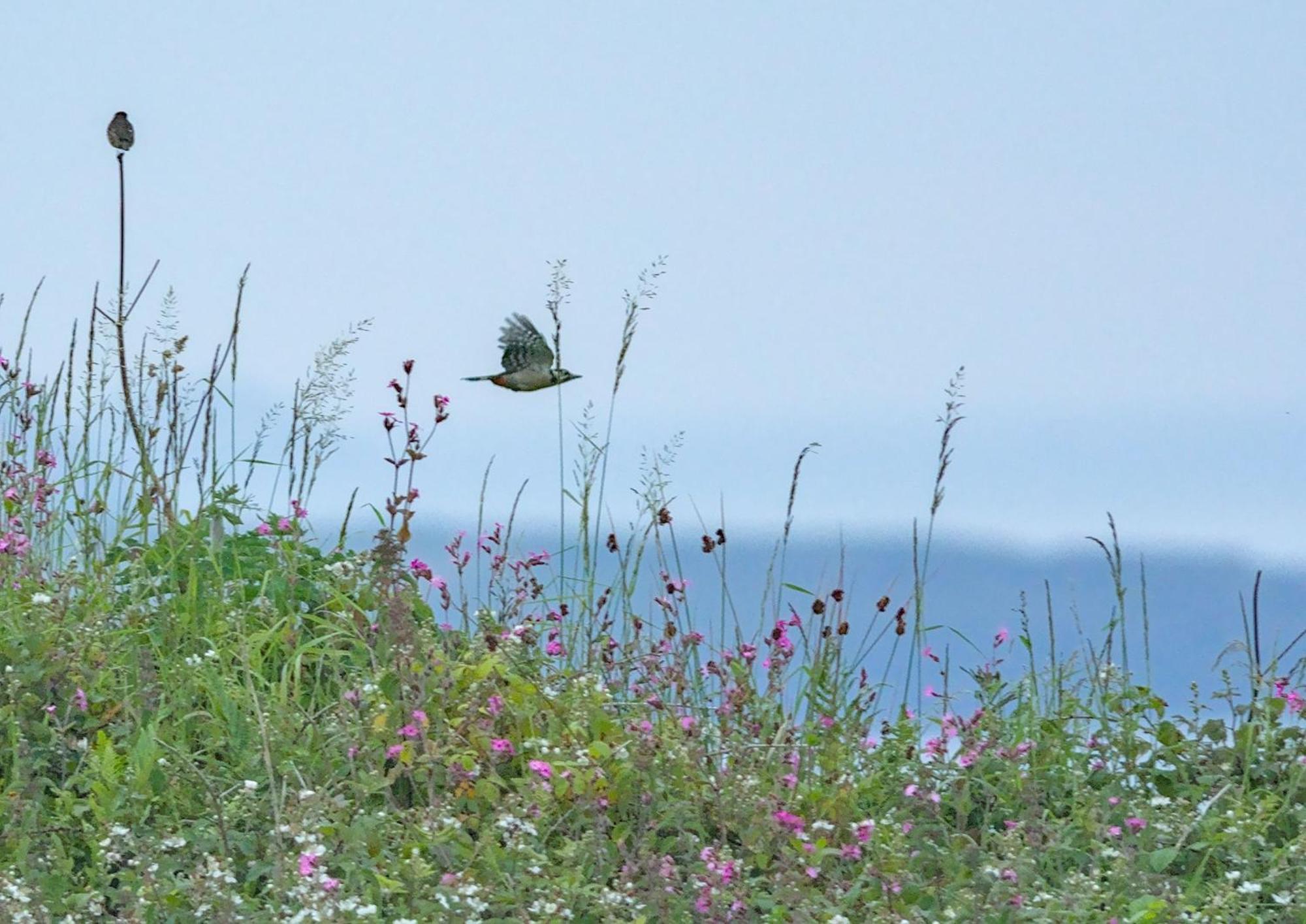 The Workshop- Eco Cottage By The Coastal Path Goodwick Esterno foto
