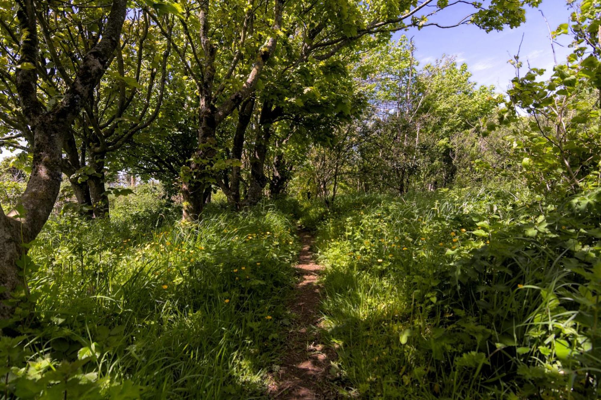 The Workshop- Eco Cottage By The Coastal Path Goodwick Esterno foto